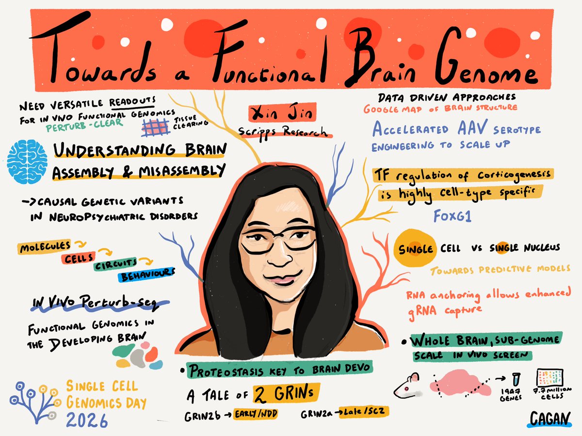 ATJCagan's tweet photo. Xin Jin on using genomic tools to understand brain development #singlecellgenomicsday Incredible resolution of brain architecture at multiple scales from the Perturb-CLEAR method https://t.co/li1gun1v6E