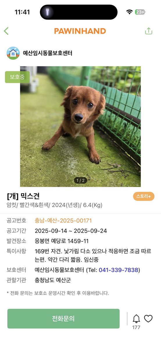 MYB0R1's tweet photo. 이렇게 관심 마니 받고 다들 이뿌다 하는데 왜 입양을 못갓는지 ㅠㅠ 씁쓸
정말… 보호소의 자체적인 홍보가 중요하다고요. 입소 오래된 개가 잊혀지지 않으려면요
대단한 홍보를 하라는 것이 아닙니다… 그냥 사진 종종 찍어서 공고번호와 함께 올리기만 해도 된다
생명에 대한 성의를 보여라…제발! https://t.co/v14mQEW2rL