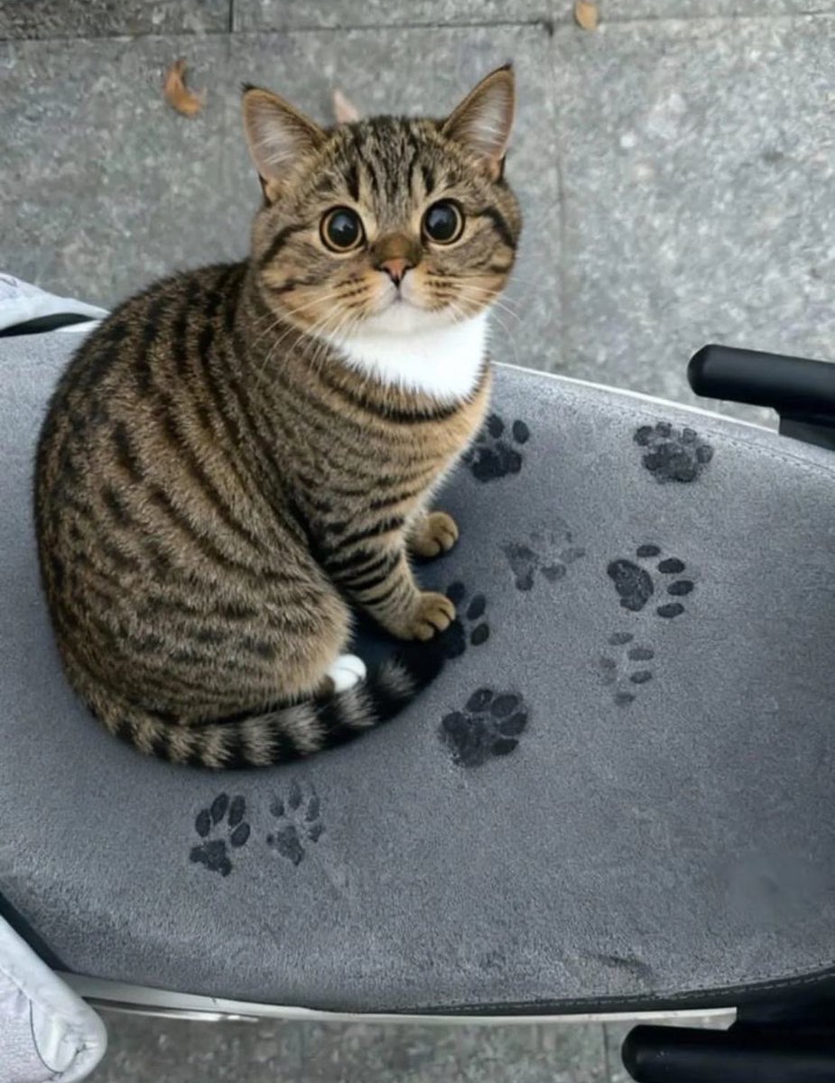 hayrixxx's tweet photo. eğer bu tatlı kedi karşına çıktıysa şanslısın demektir beğenmeden geçme https://t.co/ZxVV1GiYPt