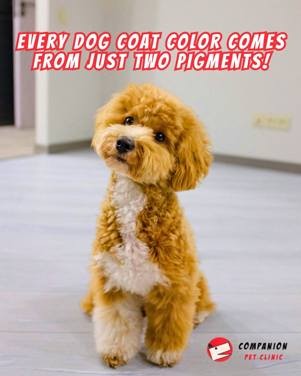 CompanionPetCL's tweet photo. "Did you know every dog coat color comes from just two pigments?

Every shade &amp; pattern in dog fur is created by combinations of eumelanin (black/brown) &amp; pheomelanin (red/yellow/tan). White hair means neither pigment was produced in their hair.

#FunFactsAboutDogs #DogFur https://t.co/kJMmvuE6E6