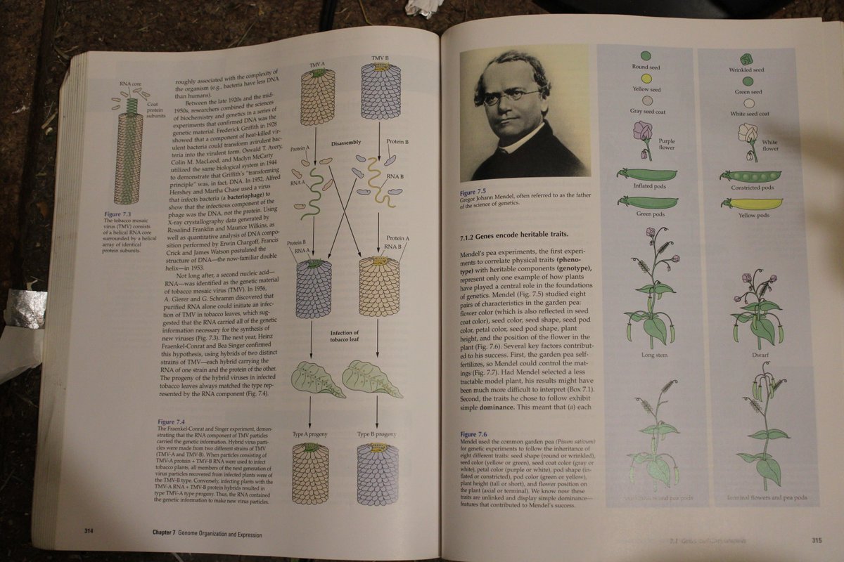 docsanderson's tweet photo. #Scientists #Xfiles #CancerMan @NatGeo @danpeckwx @HeartsofHeroes_ @Nature Now Lizzie Gibney Im Damn tired of G's Co Stars &amp; Magdalena Knows EXACTLY how Damn Lethal the Tobacco Mossaic Virus is as a Designer Weapon -She Worked at Altus #BioTech in Oregon #Virology #Botany-Lelon https://t.co/v7RCKGJlIj
