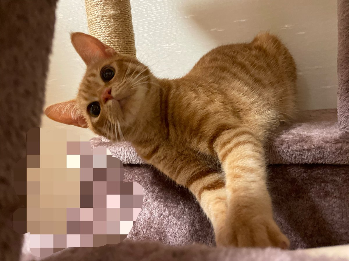 715129ss's tweet photo. まーた猫🐱載せなあかんやんか😤 #阪神タイガースが負けたら猫を載せるアカウント https://t.co/aXwMzaqii5