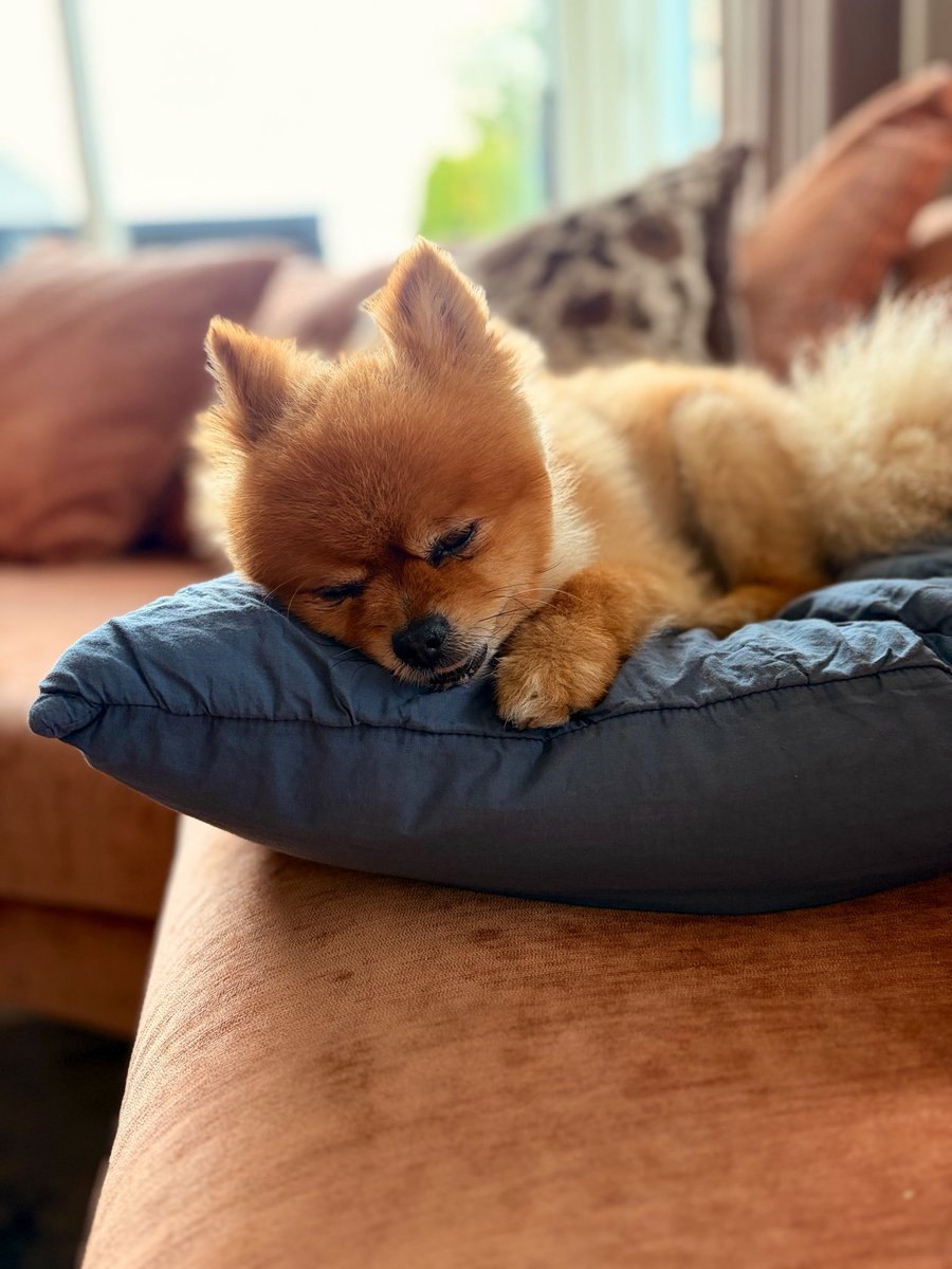 Anitavol2's tweet photo. Vi har passet på han her i noen dager nå💙Artig og rolig type🥰 https://t.co/4GTAnZs23w