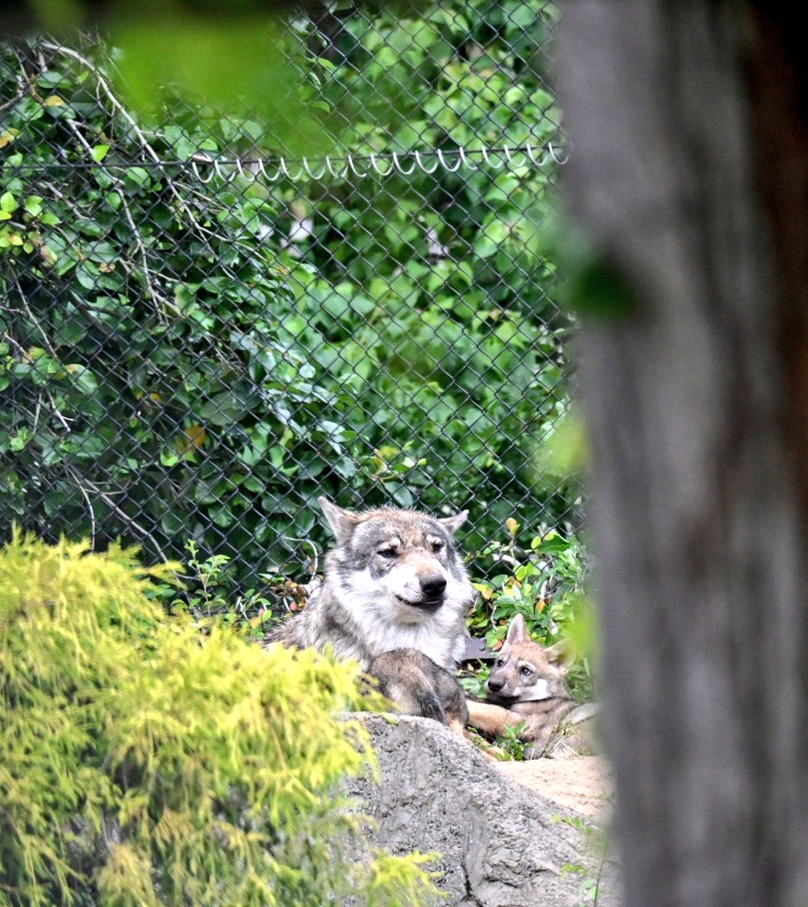 tamazoowalking's tweet photo. パパ大好き😍
#多摩動物公園 #タイリクオオカミ #カヨラン https://t.co/HECYrPX6w7
