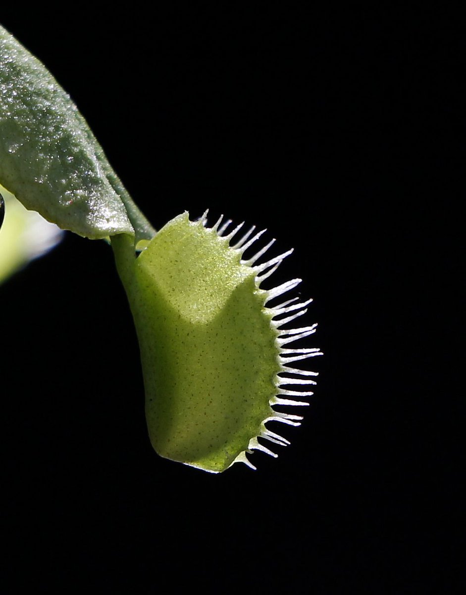 emolweni1's tweet photo. Venua Fly trap!!
#venusflytrap #flytrap #houseplant #littleshopofhorrors #spikey #spikes #catch #fly https://t.co/Gf2kv778Fs