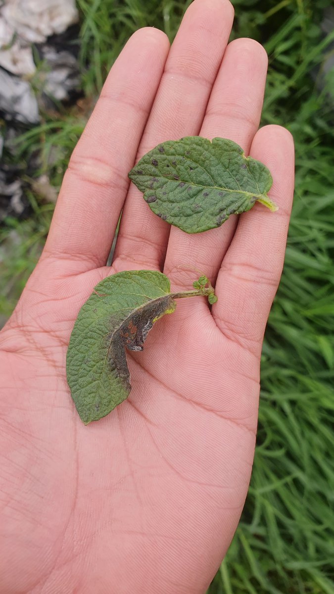 Axonopusspx's tweet photo. Soon to be highland crops specialist, amiin https://t.co/uuQ4Ttjv4D