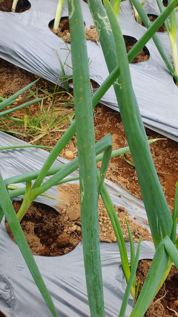 Axonopusspx's tweet photo. Soon to be highland crops specialist, amiin https://t.co/uuQ4Ttjv4D