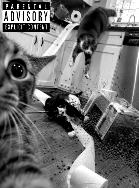 Luxindarc's tweet photo. @CuteAdorableCat https://t.co/LE5fBC5aV6