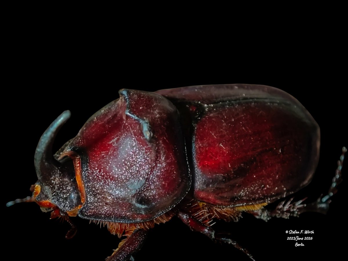 wirthstef's tweet photo. Please watch and like my newest #sciencewriting blog #article about the #biology of the #rhinocerosbeetle on #YouTube, featuring #photos of an adult #male from #Berlin:
https://t.co/Ch1CBTCCHI
This is just a summarization of the mote detailed information in my Youtube-channel
The rhinoceros beetle #Oryctes #nasicornis (#Scarabaeidae) is a large #species that originally had the status of a so called #relictspecies. A relict species is defined as survivor of its lost original habitats. In case of the rhinoceros beetle the original habitat was #woodmold of extended old deciduous trees in European #primevalforests. But O. nasicornis was proving a good degree of #evolutionary #adaptability and managed to survive in #humanmade artificial #sawdust or even suitable #compost heaps. Survival in these habitats means that the beetle's #larvae, being adapted to digest #cellulose, live in decomposing wood #detritus. Due to this habitat, attractive for phoretic organisms, the adult beetle is a suitable carrier for the dispersal (transportation) of mites or nematodes (#phoresy or #phoresis).
© #StefanFWirth, Berlin, June 2026
Please support my science writing, my scientific and my science art activities, as a freelancer, I urgently depend on your support:
https://t.co/4nN4eRHB6I
Photos:
Adult male of the rhinoceros beetle, from Berlin, early summer 2025, photos and video footage edited June 2026.