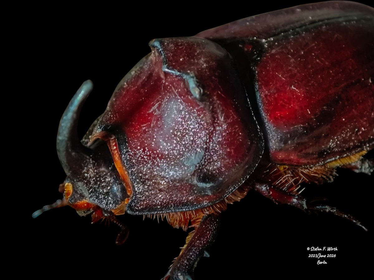 wirthstef's tweet photo. Please watch and like my newest #sciencewriting blog #article about the #biology of the #rhinocerosbeetle on #YouTube, featuring #photos of an adult #male from #Berlin:
https://t.co/Ch1CBTCCHI
This is just a summarization of the mote detailed information in my Youtube-channel
The rhinoceros beetle #Oryctes #nasicornis (#Scarabaeidae) is a large #species that originally had the status of a so called #relictspecies. A relict species is defined as survivor of its lost original habitats. In case of the rhinoceros beetle the original habitat was #woodmold of extended old deciduous trees in European #primevalforests. But O. nasicornis was proving a good degree of #evolutionary #adaptability and managed to survive in #humanmade artificial #sawdust or even suitable #compost heaps. Survival in these habitats means that the beetle's #larvae, being adapted to digest #cellulose, live in decomposing wood #detritus. Due to this habitat, attractive for phoretic organisms, the adult beetle is a suitable carrier for the dispersal (transportation) of mites or nematodes (#phoresy or #phoresis).
© #StefanFWirth, Berlin, June 2026
Please support my science writing, my scientific and my science art activities, as a freelancer, I urgently depend on your support:
https://t.co/4nN4eRHB6I
Photos:
Adult male of the rhinoceros beetle, from Berlin, early summer 2025, photos and video footage edited June 2026.