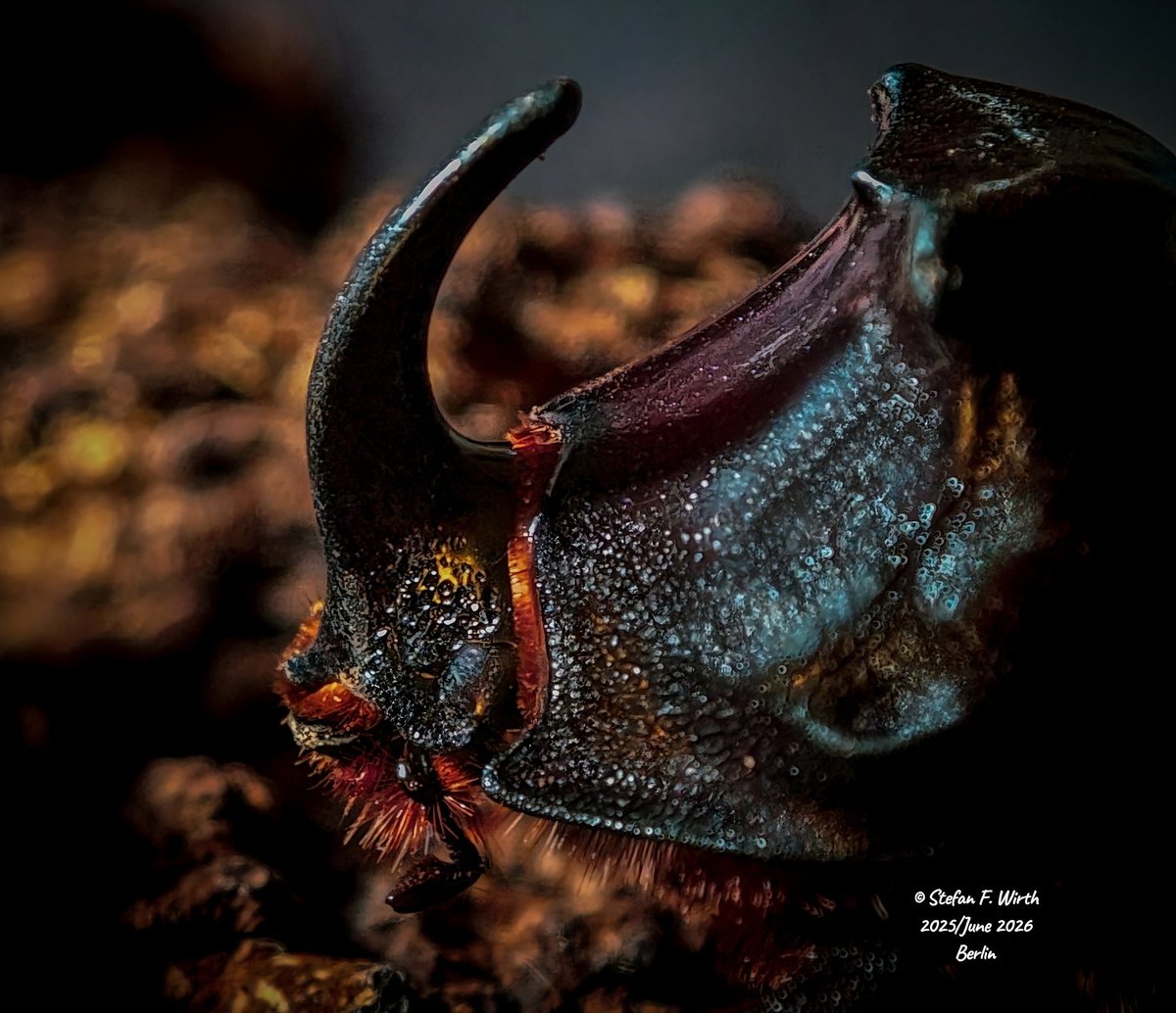wirthstef's tweet photo. Please watch and like my newest #sciencewriting blog #article about the #biology of the #rhinocerosbeetle on #YouTube, featuring #photos of an adult #male from #Berlin:
https://t.co/Ch1CBTCCHI
This is just a summarization of the mote detailed information in my Youtube-channel
The rhinoceros beetle #Oryctes #nasicornis (#Scarabaeidae) is a large #species that originally had the status of a so called #relictspecies. A relict species is defined as survivor of its lost original habitats. In case of the rhinoceros beetle the original habitat was #woodmold of extended old deciduous trees in European #primevalforests. But O. nasicornis was proving a good degree of #evolutionary #adaptability and managed to survive in #humanmade artificial #sawdust or even suitable #compost heaps. Survival in these habitats means that the beetle's #larvae, being adapted to digest #cellulose, live in decomposing wood #detritus. Due to this habitat, attractive for phoretic organisms, the adult beetle is a suitable carrier for the dispersal (transportation) of mites or nematodes (#phoresy or #phoresis).
© #StefanFWirth, Berlin, June 2026
Please support my science writing, my scientific and my science art activities, as a freelancer, I urgently depend on your support:
https://t.co/4nN4eRHB6I
Photos:
Adult male of the rhinoceros beetle, from Berlin, early summer 2025, photos and video footage edited June 2026.