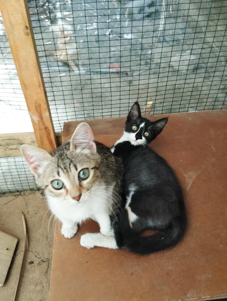osamamatter1's tweet photo. 🐾💔 Dear friends,

Unfortunately, we still have not reached the goal or the amount needed to provide food for the cats. The situation is difficult, and the cats still need food and care every day. 🐾🤍

 📍https://t.co/FXJLYwgYD7
📍https://t.co/OAgaPpRJRV https://t.co/ORkjj3vVHA