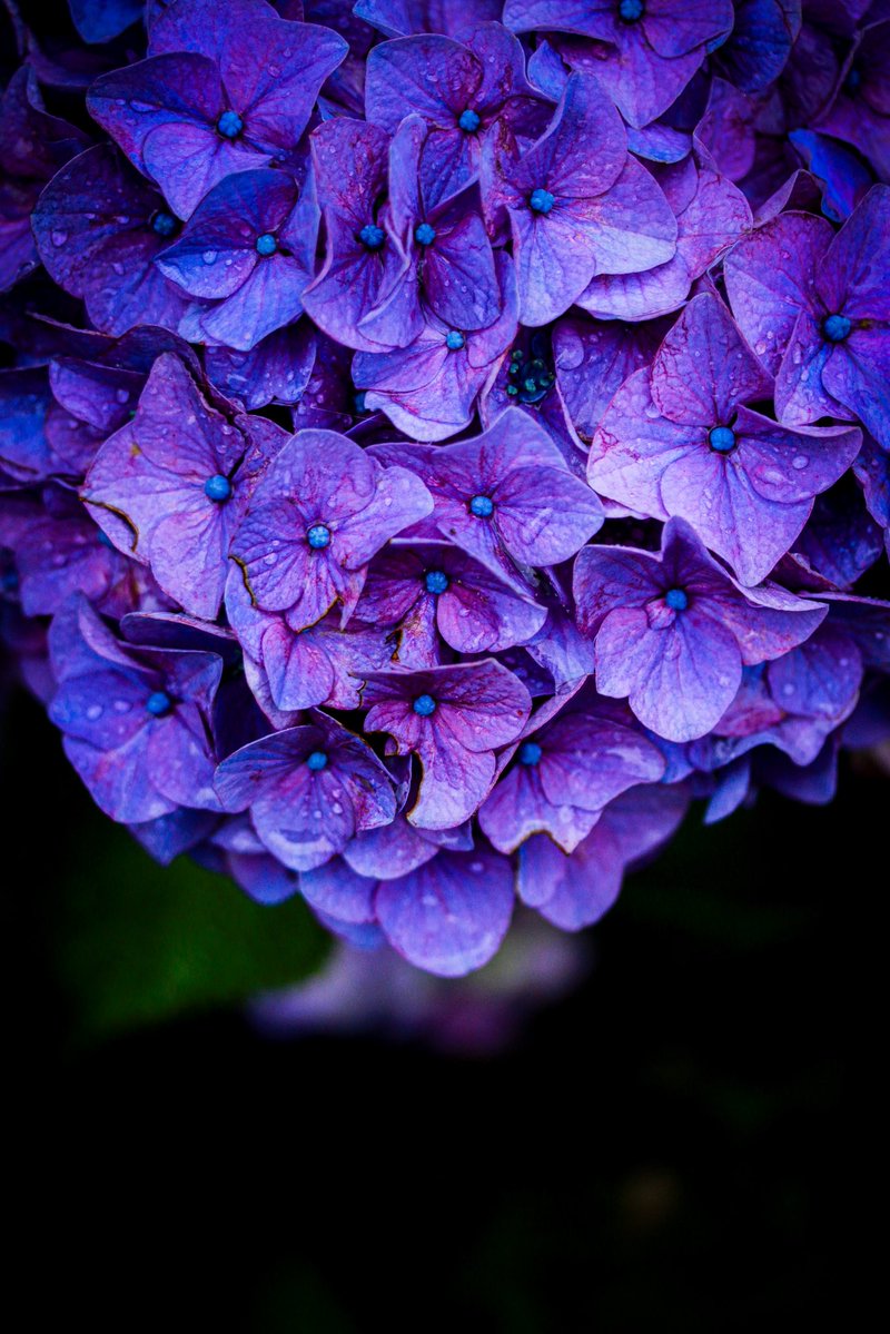 HIROCK_BABY's tweet photo. 土によって
色が変わる紫陽花のように
人も接する人によって変わる。

それはとても儚く刹那のように…
そして、美しく。 https://t.co/ZmzqY7oT2m