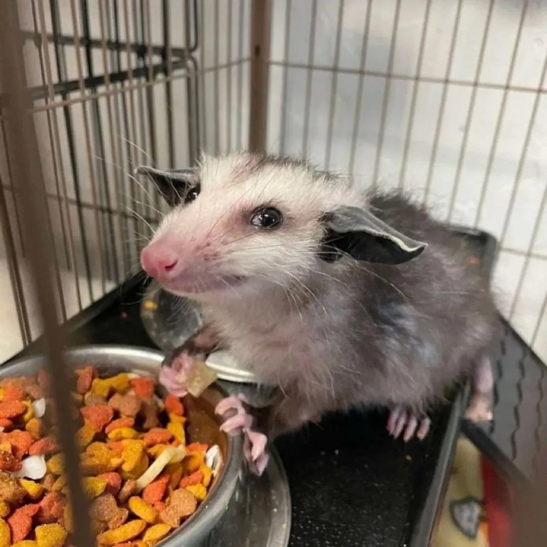 Possum_Daily's tweet photo. #Possum_Daily  #possum https://t.co/HKs0GXqXAn