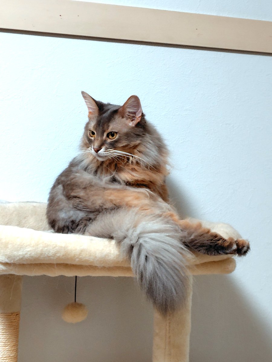 kattun_koca's tweet photo. 二つ折りになってる猫　セクシーおみ足 https://t.co/juNgk1IDQB