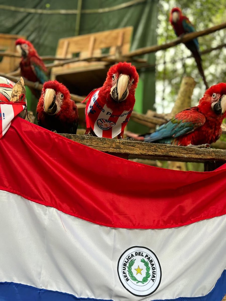 ebypy's tweet photo. Los nuevos refuerzos de Paraguay ya están listos. 🇵🇾😎

En el refugio Atinguy también se siente la pasión albirroja. Hoy jugamos todos 🇵🇾❤️ https://t.co/VoPvhtzKaW