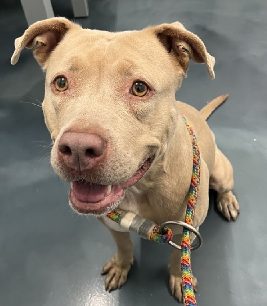 NMBewitched's tweet photo. You Adopted a dog from NYCACC👏
6 months later you set them free on 41st ST in Brooklyn🔥
What is wrong with you?

Meet Jada fka Glitter 
https://t.co/JDXYK9xlEP 
#AdoptMe 

Still the same ole sweet baby 
She is more shy now...
A serious young girl, who has been let down; AGAIN 
She is patient though...
She believes in our species

Is there a good, solid home for her?