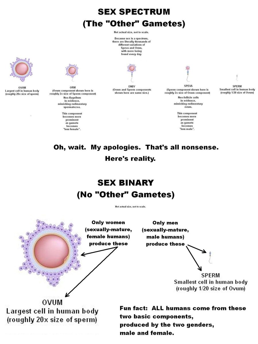 TRCIII's tweet photo. @whyfemalematter @Sofia262445860 @SianHerfield @Kriss_YEOWZA Lucky for you, I've got my handy-dandy diagram right here: https://t.co/m6wbceGGl2