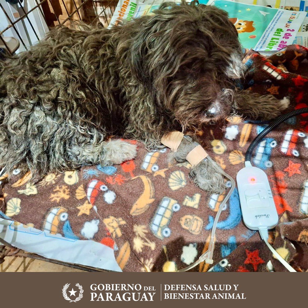 defensanimalpy's tweet photo. BUSCA A SU FAMILIA

Fue encontrado en la zona de la Comisaría 18 de Asunción y actualmente se encuentra bajo resguardo mientras buscamos a su familia. Lo bautizamos provisoriamente como TITO. https://t.co/q2T9NyHVDa