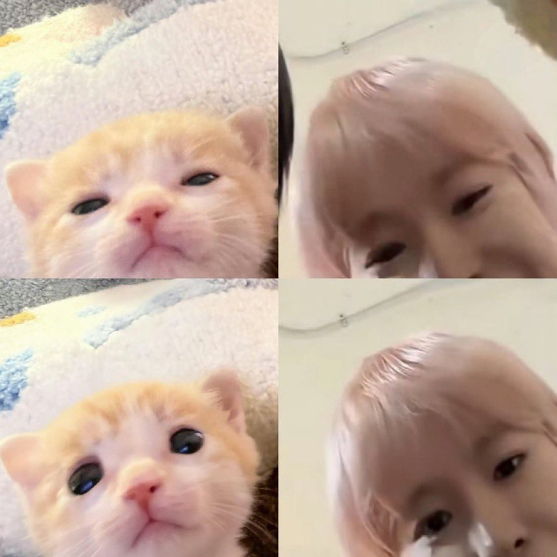 exiiiiit5's tweet photo. 윳냥이티비 분량 절반이상은 이 구도임 https://t.co/kAlEGXTzq9