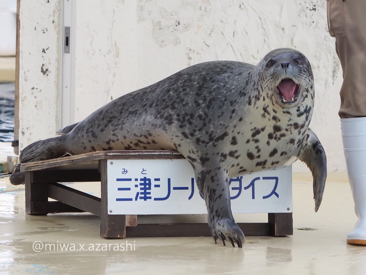 アザラシ イェーイ✌︎('ω'✌︎ ) #伊豆三津シーパラダイス #アザラシ #ガブ 2026.6