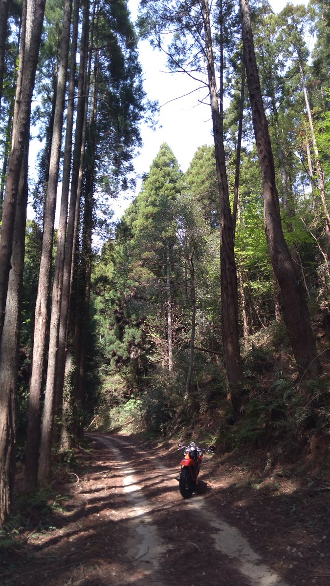 Lumpematchang's tweet photo. #バイクと木漏れ日のかっこいい画像を貼ってね https://t.co/AUY0GXz1fp