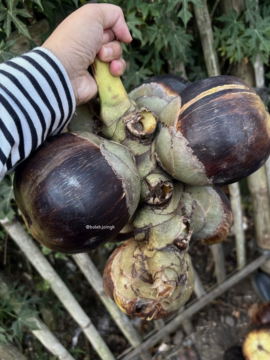 bolehjoingk's tweet photo. ditempat kalian ada buah ini nggak?

NAMANYA APA??😭🫵🏼 https://t.co/mjdhlEj1xo