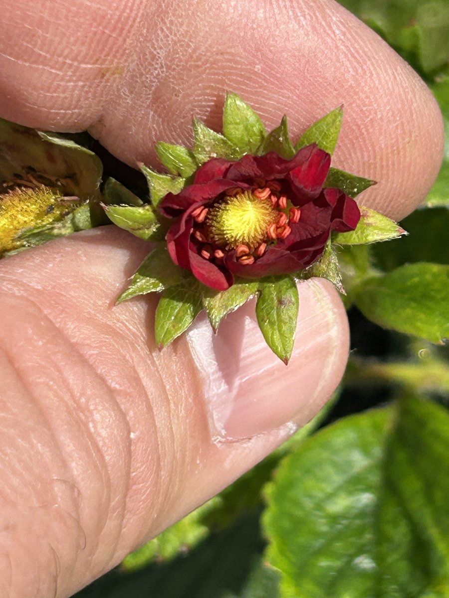 stewartwaine's tweet photo. Darkest flowered strawberry I’ve created to date :) https://t.co/ozsC1hOcEb