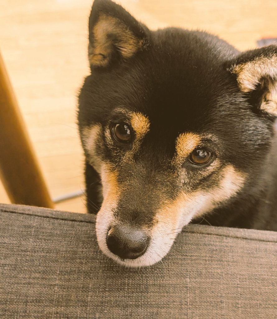 anzu_anzu0803's tweet photo. 催眠術師あんず

行く場所行く場所ついてきて、じーーっっと見つめてくるあんず(普段はちょっと離れたところでゴロゴロしてる)

飼い主に「え？ご飯まだあげてないっけ？」って思わせてきます😑
それを家族にもしている模様⋯

#柴犬　#しばいぬ　#黒柴 https://t.co/BTDOQQyJ2h