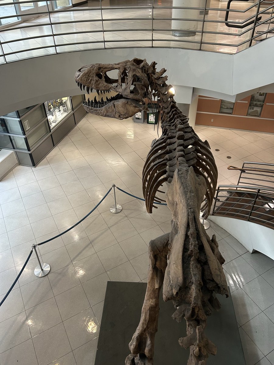 madscienceskill's tweet photo. Happy #FossilFriday! https://t.co/M7SXScJgTW