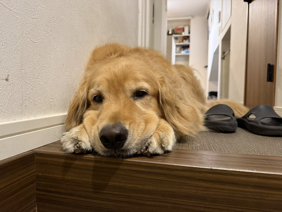 ALF_Golden's tweet photo. 帰ってきたらぺたんこになってお迎えしてくれた https://t.co/XUSSFvSI34