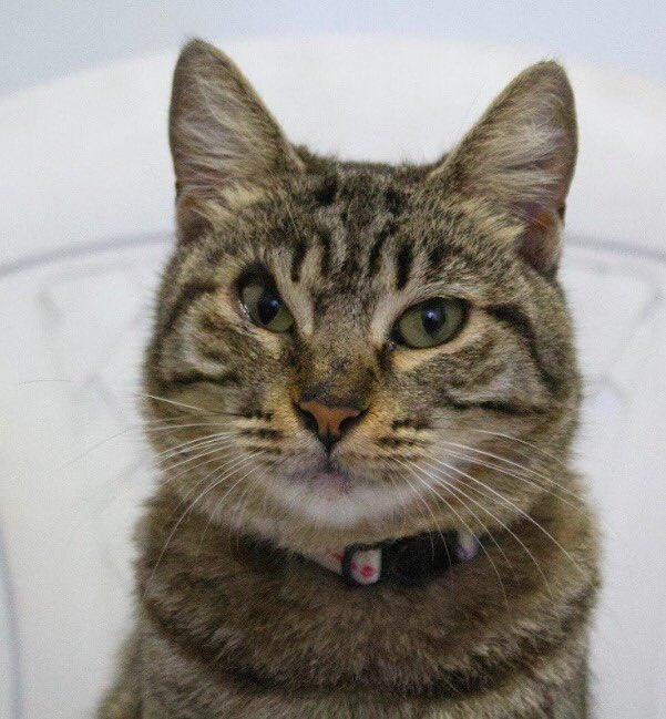 firstklove's tweet photo. e a minerva da @catlandrescue que é literalmente o meme da mc mirella https://t.co/9nFHDrSM81