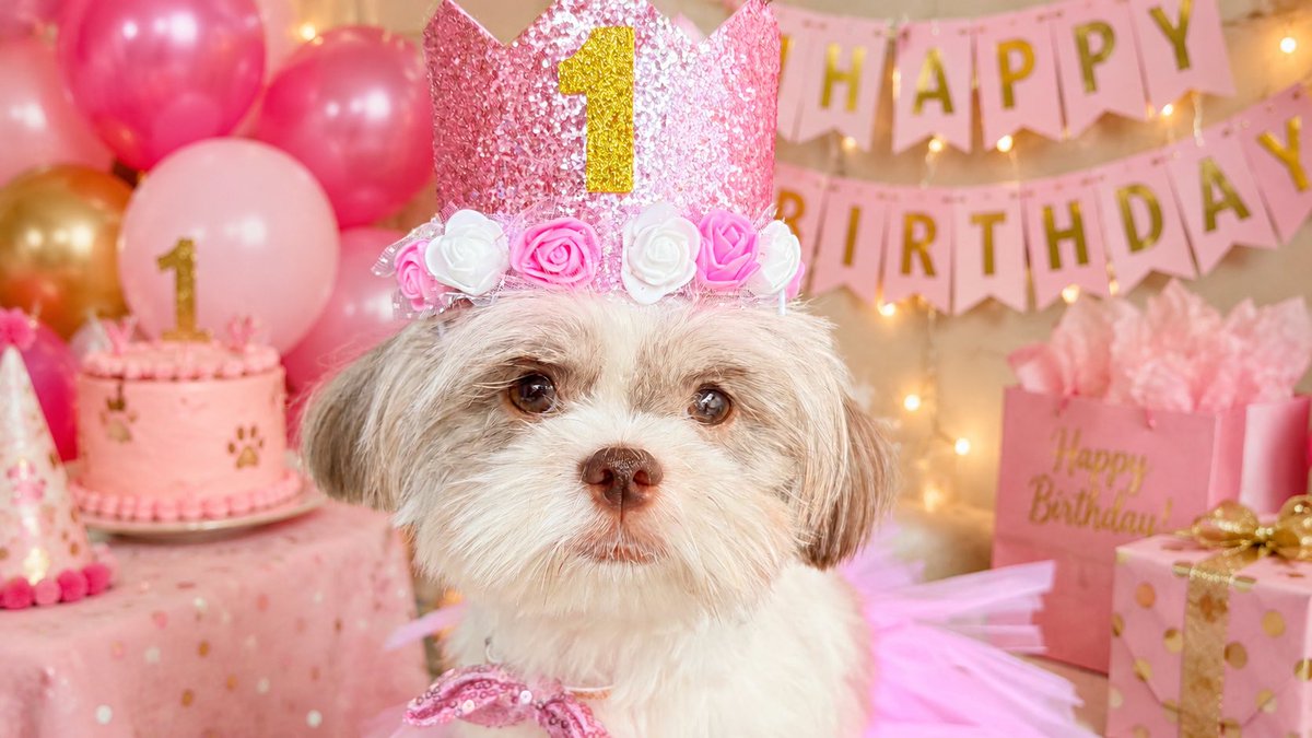 ericamllr's tweet photo. 1st Barkday of our Cēttiboo💖🐾 https://t.co/qDp8oLl8c5