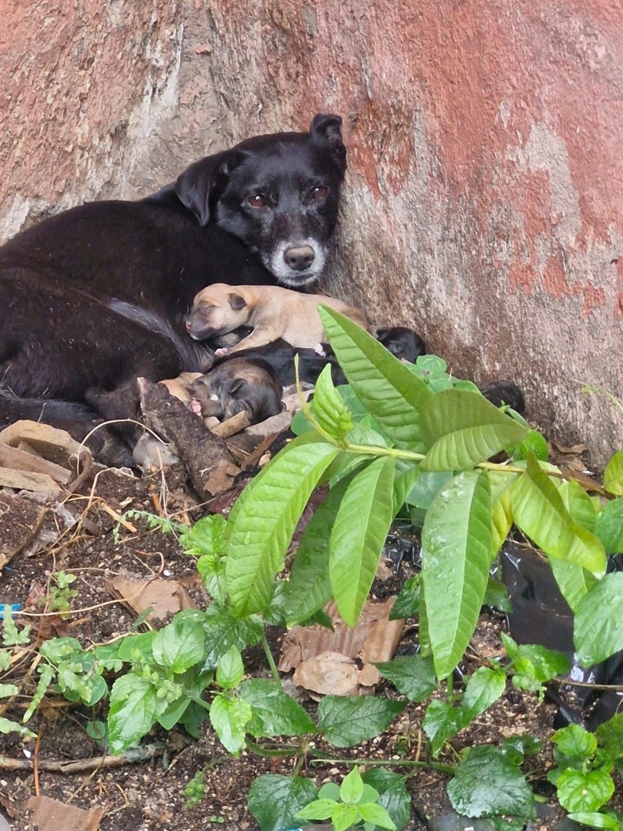 ElMetroDigital's tweet photo. #Nacionales Resguardan a perrita y sus cachorros tras dar a luz bajo la lluvia en San Salvador 🐾
https://t.co/VGiGEhJ9kw
#SanSalvadorCentro #Rescate https://t.co/TqMqOyv6I8