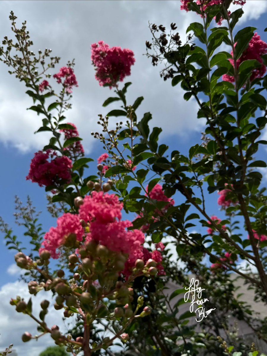 LoftyLoamBloom's tweet photo. https://t.co/NFrdq8mtZv