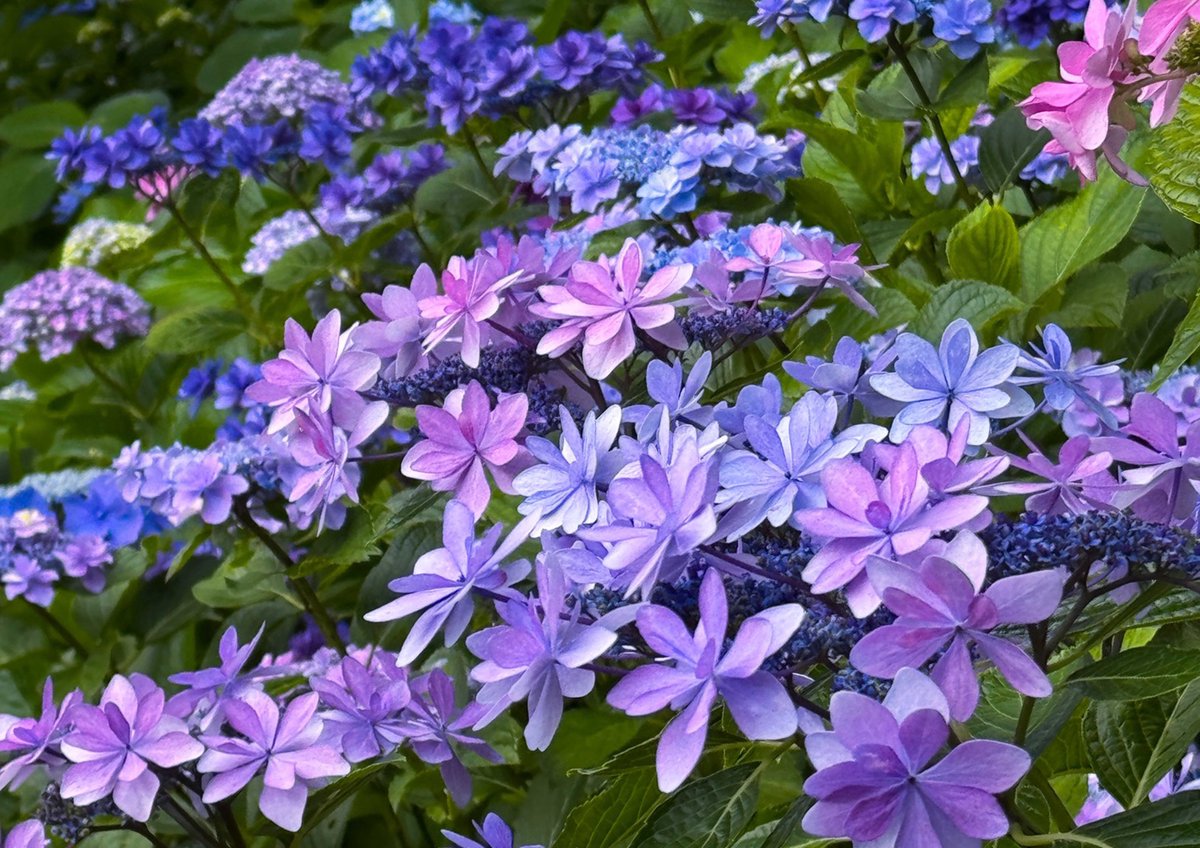 hiroshisj's tweet photo. 昨日訪れた鎌倉の紫陽花名所、長谷寺。さまざまな種類の紫陽花が咲き乱れており、見ていて飽きることがありません。由比ガ浜から吹いてくる、海の風もさわやかです😄 https://t.co/sZi33nZOLE