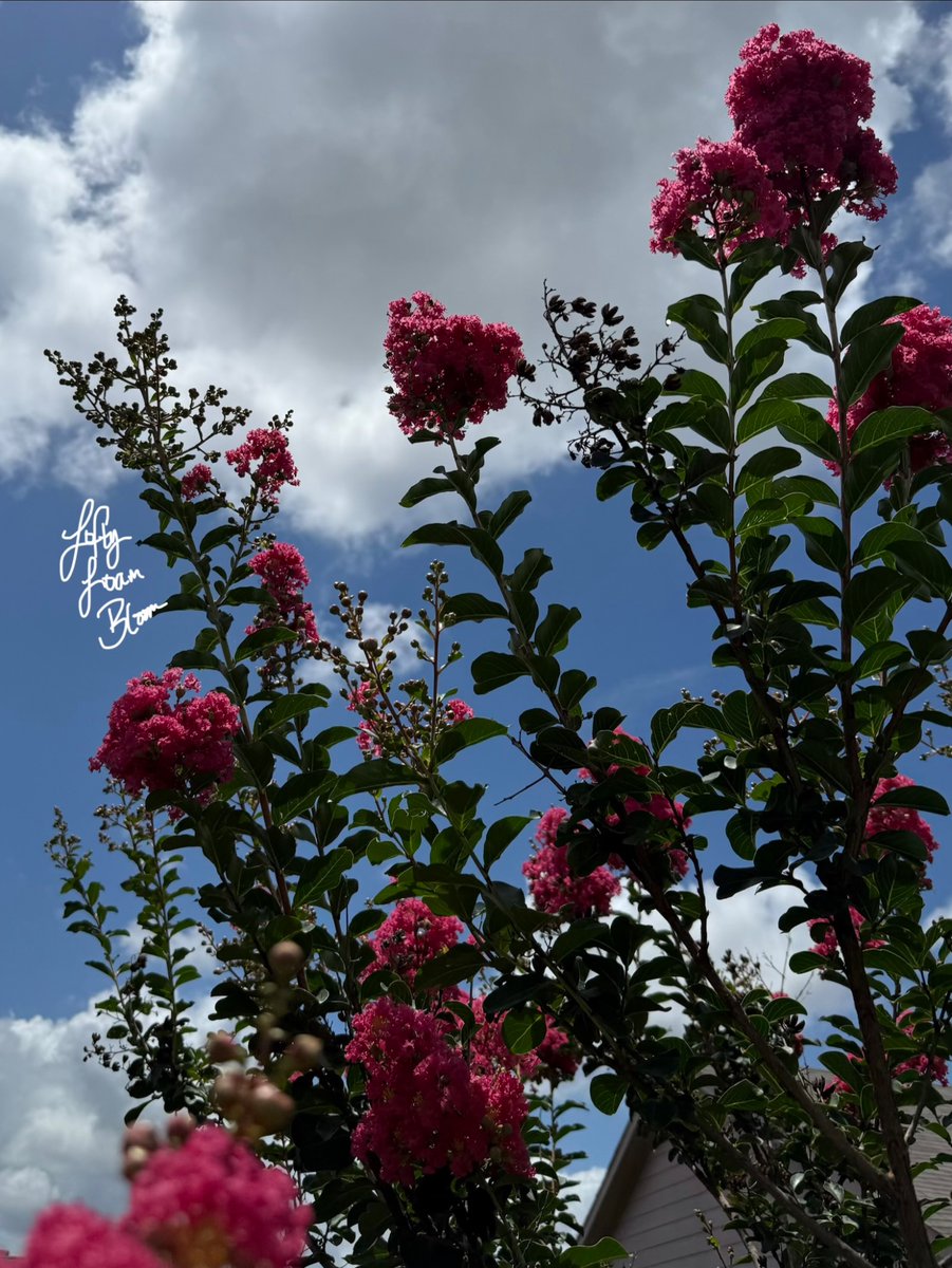 LoftyLoamBloom's tweet photo. https://t.co/3dsA9NSkvi