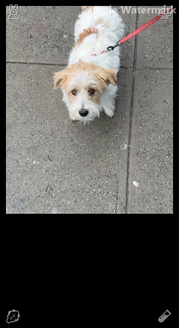brack101031's tweet photo. Include someone who is currently being overlooked. Once Marcus finished treating Lucky, he put him in a small clinic pen to rest and recover. Marcus mentioned that he would reach out to the animal shelter and suggested checking on Lucky whenever possible, as he seemed to be impr https://t.co/IGtkS0icCT