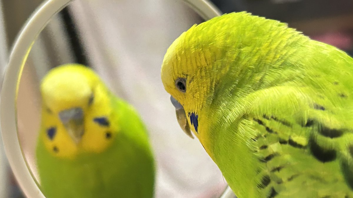 dyn0oooo's tweet photo. 噛まれる3秒前…
 #セキセイインコ https://t.co/nj1yylYzEt