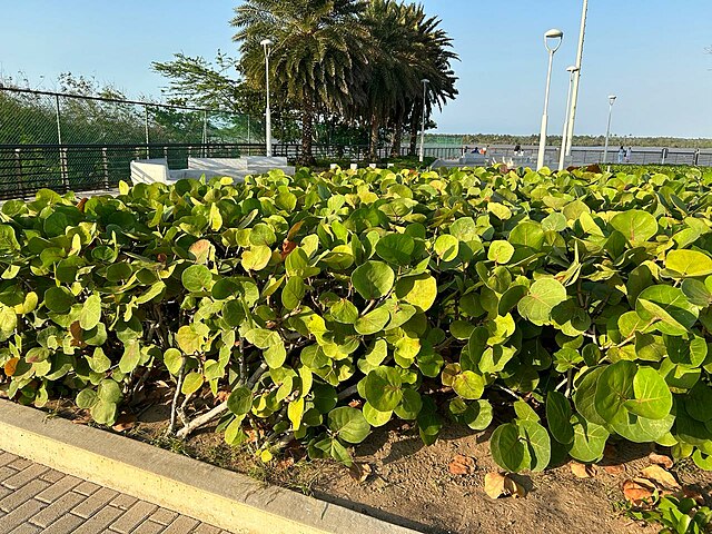 CecilBotero's tweet photo. IDEA 💡: ¿Y si instalamos sistemas de microgoteo en las franjas de playa junto a los andenes y sembramos especies resistentes como gramíneas, uvita de playa y mangles bajos? Ayudarían a reducir la arena que invade las vías y embellecer nuestras playas. Los leo. https://t.co/U3qKfryq7w