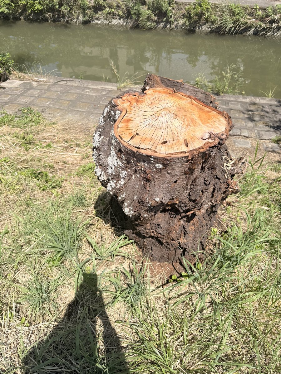 akikohorikawa11's tweet photo. 伐採された桜の木
枯死してしまった南高梅の木

外来種の害虫被害の調査で奈良へ

ものすごい繁殖力と生命力で急速に広がる被害、駆除しても追いつかない悲鳴、あきらめ。深刻な被害です。
農家の収入減、農地をあきらめるしかないほどの被害の拡大、桜のない春の危機も迫っている。なりて不足、耕作放棄地の拡大など様々な課題も地続きです。