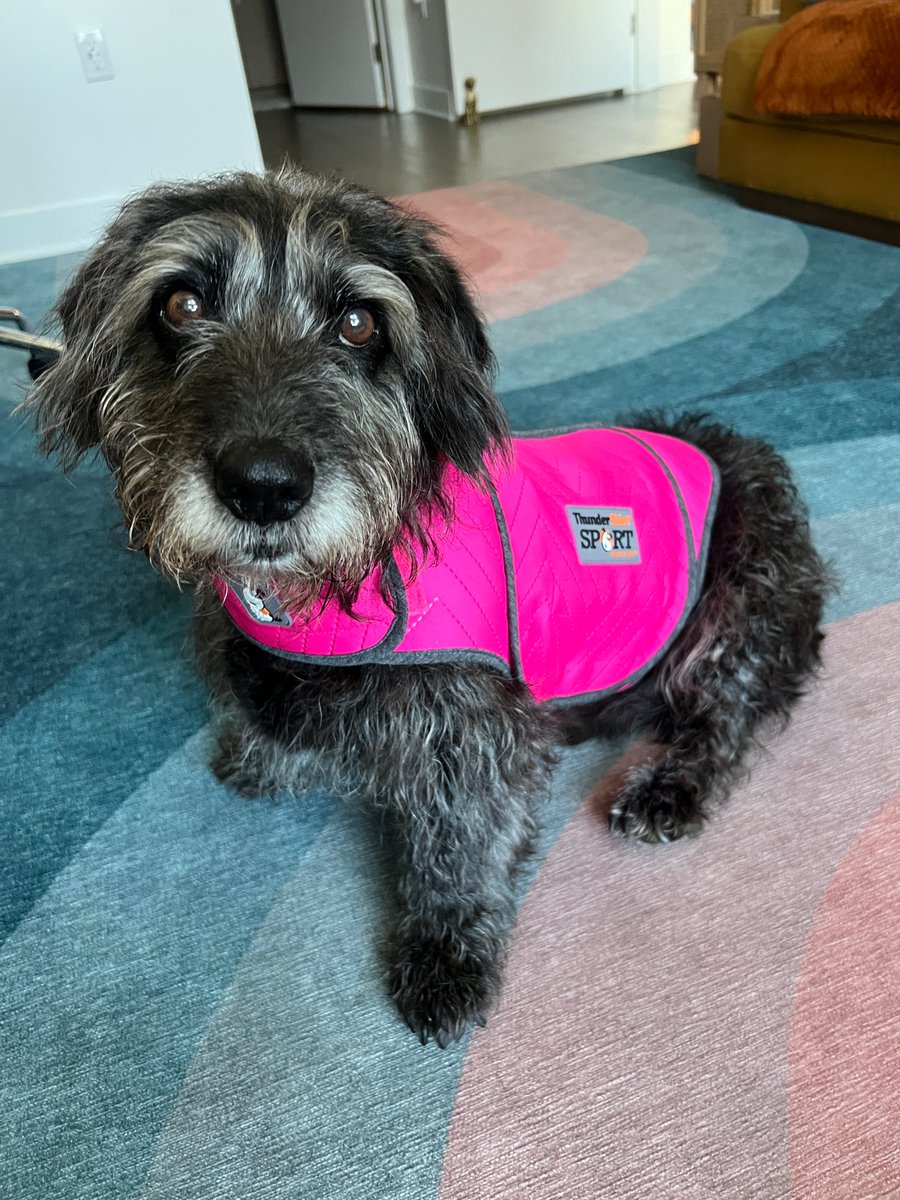 dog_rates's tweet photo. ThunderShirt is the #1 vet recommended calming wrap and already used by millions of dogs to help them through thunderstorms, 4th of July fireworks, separation anxiety, car rides and vet visits. Get 25% off using our link below!

https://t.co/LblCAMre0I https://t.co/u7bFlITa47