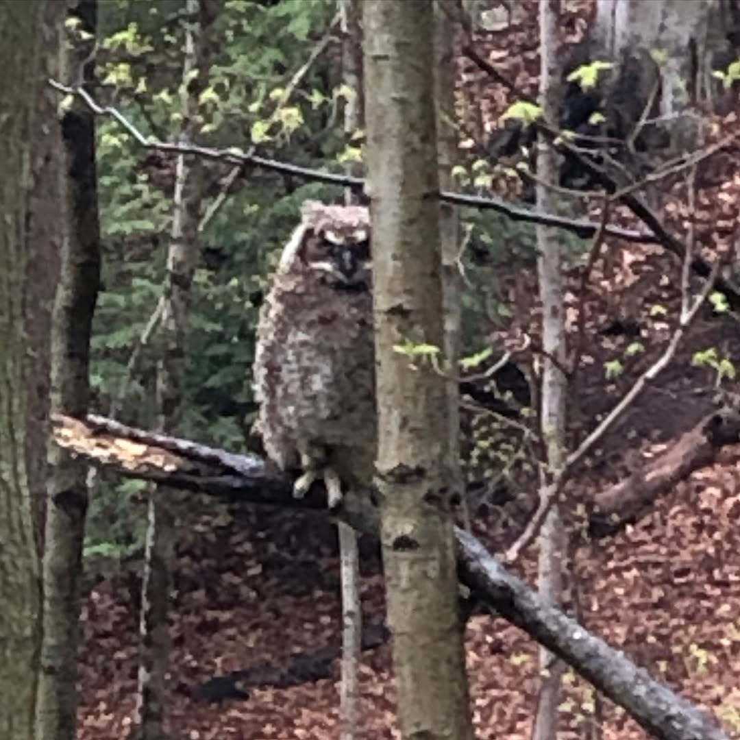 ed_razek's tweet photo. This amazing owl has been hanging around my house for days. Can anyone help identify it? Thanks! https://t.co/vVUYAUFFbM