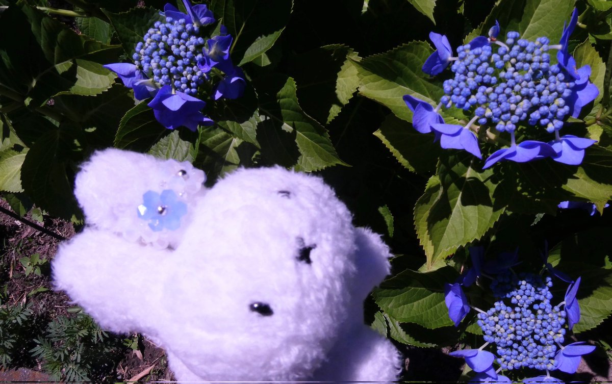 みるくさん お花のイメージ うさんぽ≒おさんぽ 紫陽花のお花を探して みるくちゃん編 みみかざり