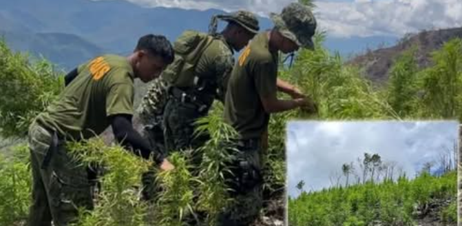 PcadgT10649's tweet photo. Plantasyon ng marijuana sa kalinga, nadiskubre; Mahigit 5,000 tanim, sinunog

SOURCE: https://t.co/8v7EJ85pvb

DISCLAIMER: CTTO of the photos, videos, music, and optics used in this post. No copyright infringement intended. https://t.co/AQ9v2mZ0VC
