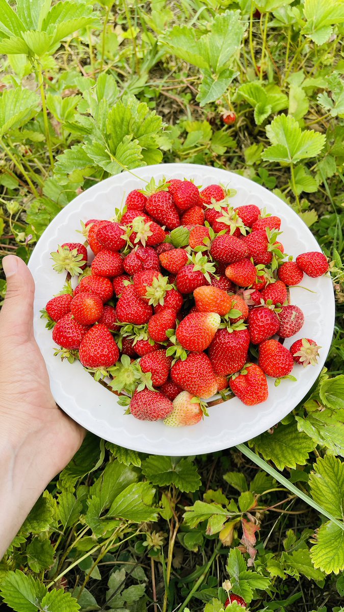 im_mahirKhan's tweet photo. Friday vibes 🍒🍓😍

#Paghman https://t.co/J99FvehUI7