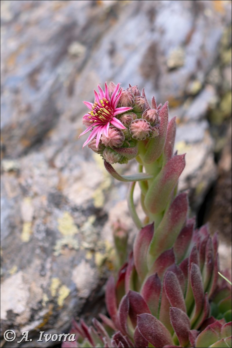 AndresIvorra's tweet photo. Sempervivum minutum
Sierra Nevada (Almería) - Junio

Es una hierba vivaz, carnosa, pubescente, hasta de 15 cm.
Vive en fisuras y pedregales de rocas silíceas (esquistos micáceos), a partir de 2000 m de altitud. https://t.co/ILeNImoALk