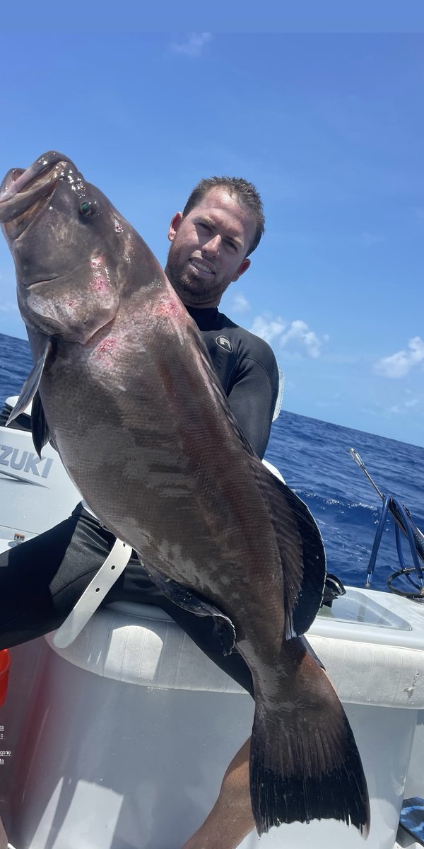reel_guides's tweet photo. Straight from the reef 🤿🐟Solid grouper and a good day in the water.
#Spearfishing #Grouper #FloridaKeys https://t.co/xqtcVrKn8g
