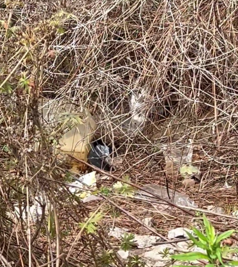 PicklesMil's tweet photo. Somebody became the world's first Trillionaire today🤦‍♀️🚀
We're just out here trying to raise a Fiver for Five Dollar Friday, to get 13 kittens @gandolf_s vetted, freshly saved from a horrible bramble bush field where they had no chance of survival.
The juxtaposition of it...is surreal.
We just need a whole bunch of lovely folks to say, "I've got five bucks!"
There is a Cash Match happening...so five = 10🐾
