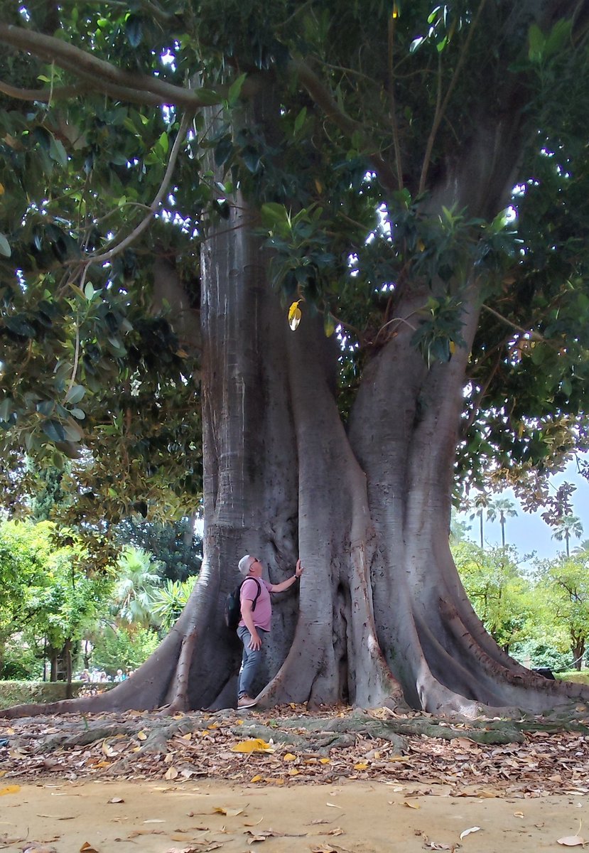 arboles_magicos's tweet photo. 🌳 A veces hace falta plantarse ante un gigante para recordar lo pequeños que somos... Este majestuoso Ficus macrophylla de los Jardines de Murillo (Sevilla) lleva más de un siglo desafiando al tiempo y al asfalto. Sus raíces se agarran a la tierra como quien no quiere soltar sus recuerdos, y su copa abraza el cielo con la paciencia de los sabios.

Hoy lo miro, y me dejo mirar. Porque los árboles, si sabes escucharlos, también te enseñan.